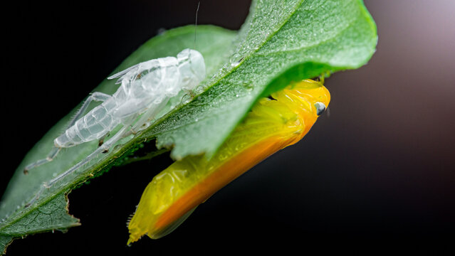 Insect metamorphosis displaying pupa and exuvia on a green leaf