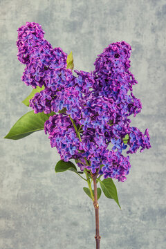 Syringa vulgaris, the lilac or common lilac, is a species of flowering plant in the olive family, Oleaceae.