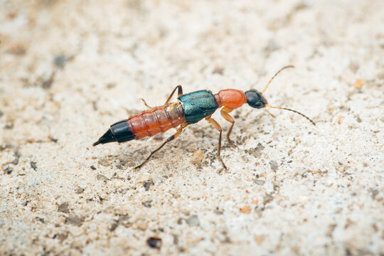 Rove beetle crawling on concrete with pederin toxin