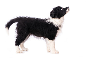 Border Collie Welpe steht isoliert auf wei&szlig;em Grund und sieht nach oben