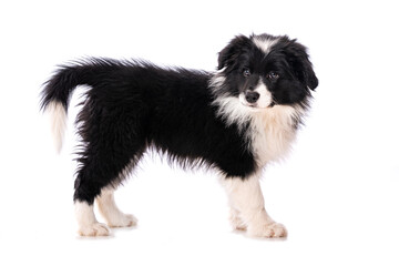 Border Collie Welpe steht isoliert auf wei&szlig;em Grund und sieht zur Kamera