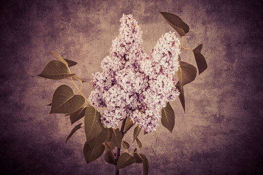 Syringa vulgaris, the lilac or common lilac, is a species of flowering plant in the olive family, Oleaceae.