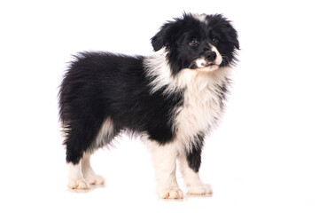 Border Collie Welpe steht isoliert auf wei&szlig;em Grund