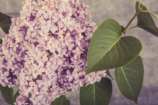Syringa vulgaris, the lilac or common lilac, is a species of flowering plant in the olive family, Oleaceae.