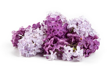 Syringa vulgaris, the lilac or common lilac, is a species of flowering plant in the olive family, Oleaceae.