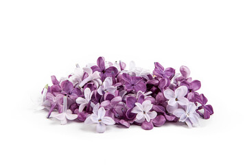 Fototapeta premium Syringa vulgaris, the lilac or common lilac, is a species of flowering plant in the olive family, Oleaceae.