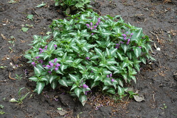 Mauve flowers and variegated leafage of Lamium maculatum roseum in mid May © Anna