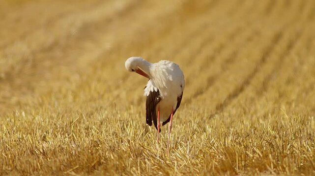 White Stork (Ciconia ciconia) Foraging on Harvested Field at Summer Sunrise, 4K Close-Up Eye Level &ndash; Stuttgart, Baden-W&uuml;rttemberg, Germany, Europe