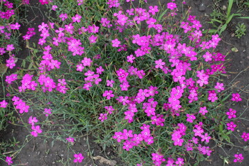 Obraz premium Vibrant magenta colored flowers of maiden pink in June