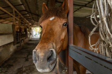 Closeup healthy horse, Young happy relax horse stable farm for sport recreation