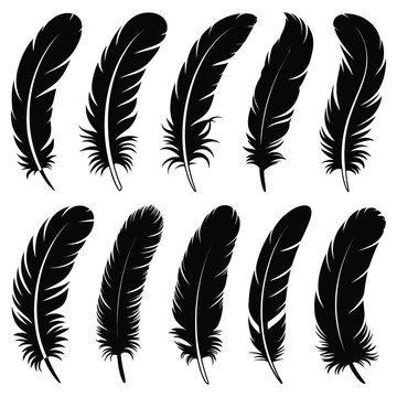 Set of decorative bird feathers vector illustration icon design