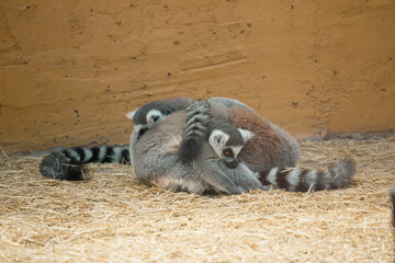 Fototapeta premium Group of ring-tailed lemurs huddling together for warmth with copy space on wall background
