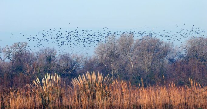 Glossy ibis, Plegadis falcinellus, the Camargue, France