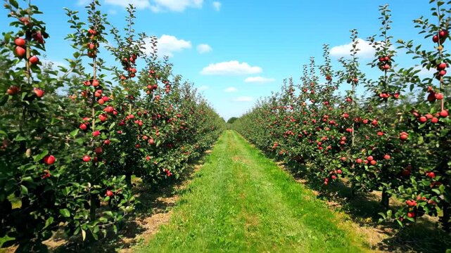 Apple Orchard Rows with Red Apples.