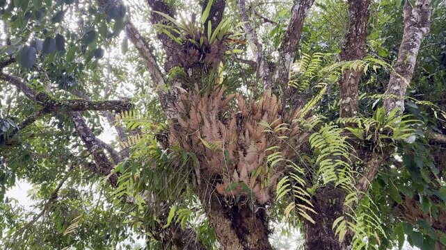 fern is growing on the tree.