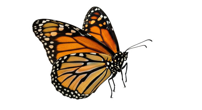 Isolated monarch butterfly, close-up shot in studio lighting, perfect for conservation projects