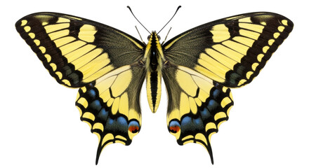 Isolated Swallowtail Butterfly perches with open wings and intricate patterns, elegant beauty © Isolde