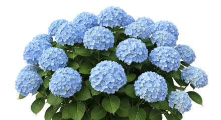 Isolated blue hydrangea flower heads, full bloom cluster on green plant, botanical nature