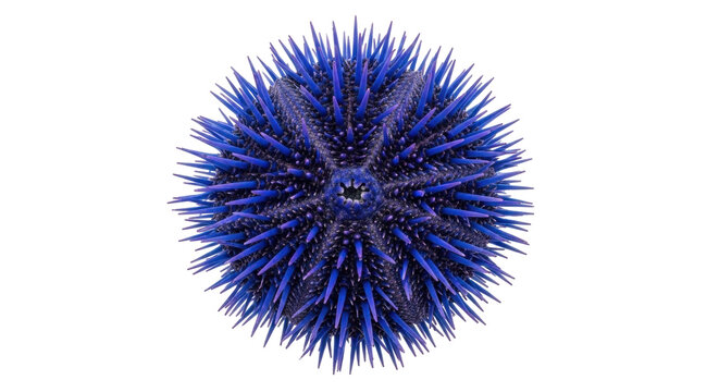 Isolated Blue Sea Urchin Spikes, Marine Creature Shell, Oceanic Echinoderm, Tropical Aquarium