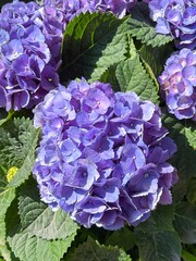 Bigleaf Hydrangea or French Hydrangea.