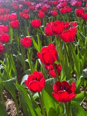  vibrant field of red tulips.