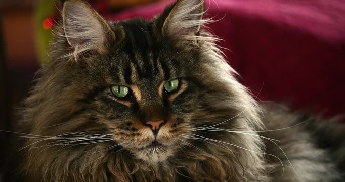 Glossy ibis, Plegadis falcinellus, the Camargue, France