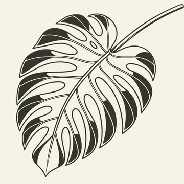 Black and White Monstera Leaf Illustration with Detailed Veins