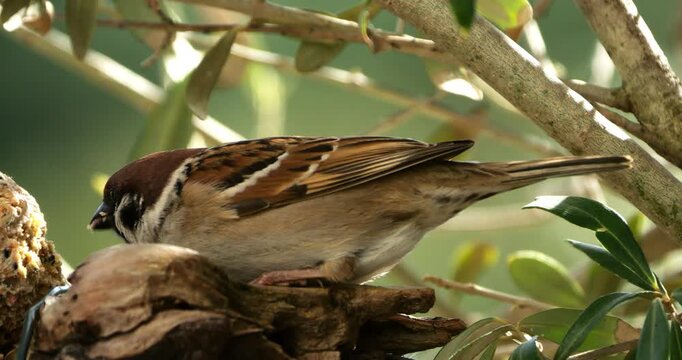 Eurasian Tree Sparrow  (Passer montanus ) feeding on a piece of wood.