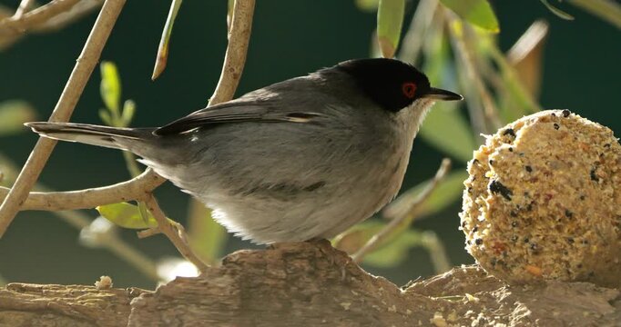 Sardinian warbler ( Curruca melanocephala ). Male adult feeding on a piece of wood. Southern France