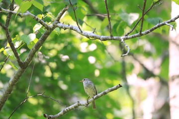 新緑の中、枝に止まる野鳥