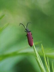 葉の先に止まる赤い甲虫