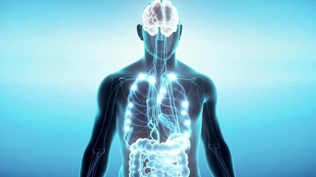 Animated human body with nerves and brain in blue tones for medical and scientific visualization projects