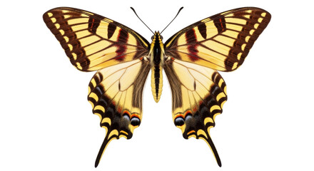 Fototapeta premium Isolated Eastern Tiger Swallowtail, Papilio glaucus, a butterfly species found in North America