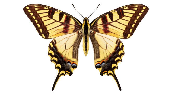 Isolated Eastern Tiger Swallowtail, Papilio glaucus, a butterfly species found in North America