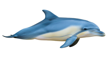 Fototapeta premium Isolated dolphin, aquatic mammal in side view, underwater species, marine animal fauna