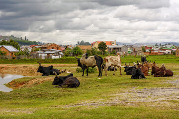 Troupeau de vaches à Madagascar