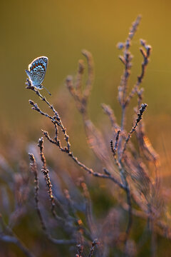 Blue butterfly (Amanda's blue) rests on heather in bog during sunset, showcasing nature's beauty in a quiet moment of the day