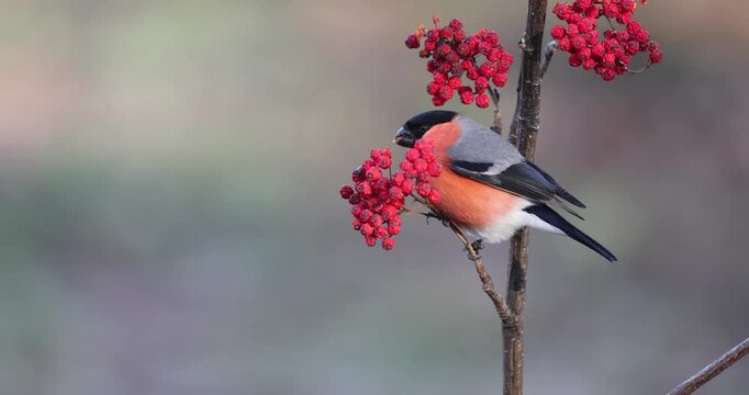 Male Eurasian bullfinch eating serval berries in an Atlantic forest in northern Spain at first light on a winter morning