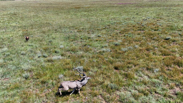 Aerial view of a majestic kudu antelope strides through the grassy plains, its spiraled horns a striking contrast against the muted green landscape, Vaalwater, Limpopo, South Africa.