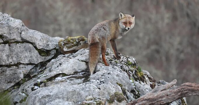 Adult male Red fox in rocky terrain in northern Spain at first light on a cold winter day