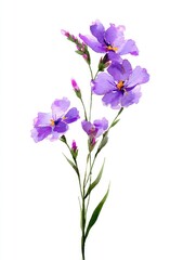 Watercolor painting of delicate purple flowers with yellow centers and green stems