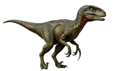 Fototapeta premium Isolated predator dinosaur Velociraptor with sharp claws and dangerous teeth from prehistoric era