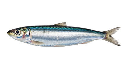 Isolated Sardine Fish ready for consumption, a silver, oily fish with green top on food background