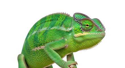 Obraz premium Isolated vibrant green chameleon looking forward, reptile with unique scales and texture
