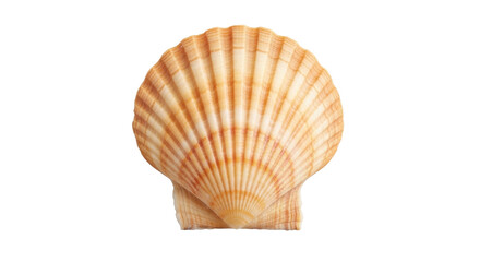 Isolated scallop shell, marine life, mollusk, bivalve animal, seashell, natural, beach, ocean © Cedric