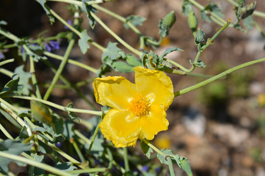 Yellow horned poppy flower - Latin name - Glaucium flavum