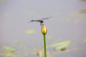 잠자리 © 선미 신