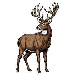 Fototapeta premium Majestic whitetail deer buck with large antlers standing isolated on white background
