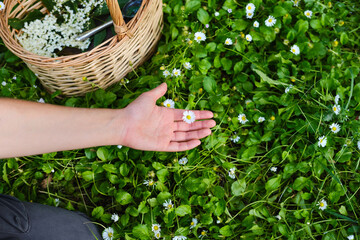 Woman's hand holding a daisy on green grass. unrecognizable person