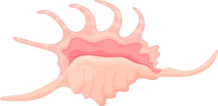 Spider conch shell. Tropical ocean aquatic decoration